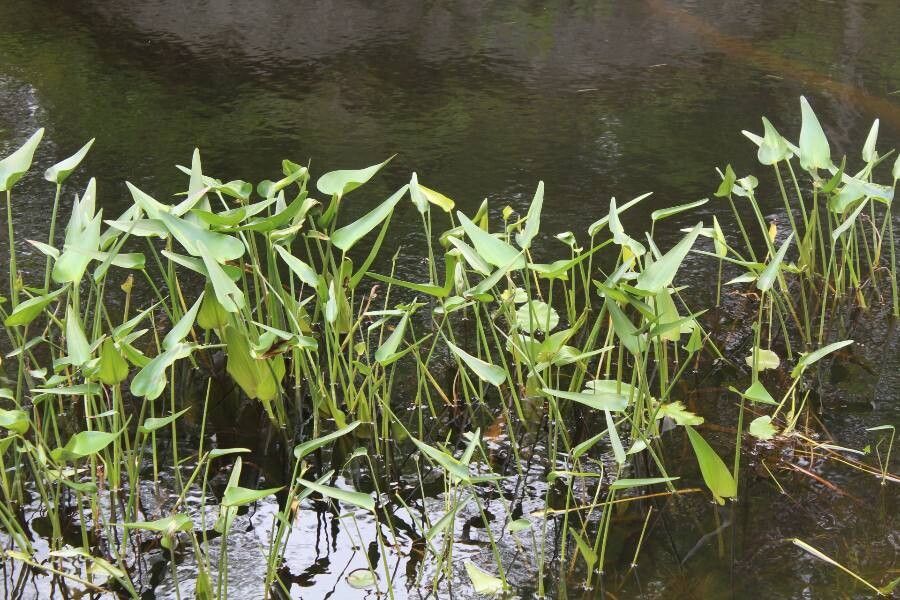 Sagittaria rigida — search result for 'Sagittaria'