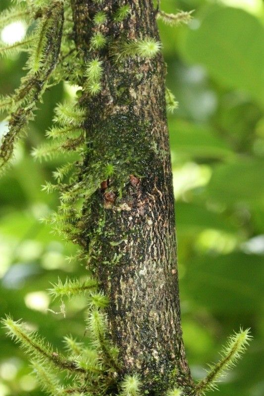 Casearia coriacea bark