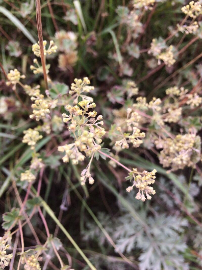 Alchemilla vetteri flower