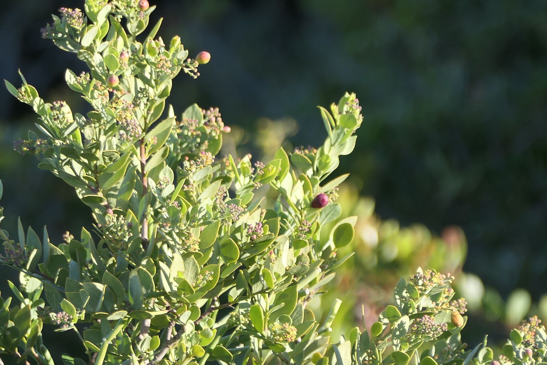 Osyris compressa leaf