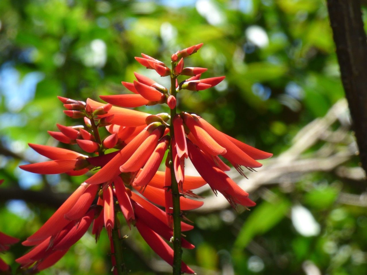 Erythrina corallodendrum flower