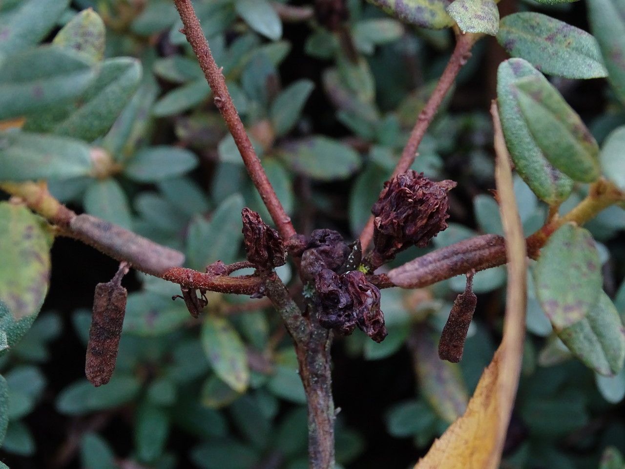 Rhododendron hippophaeoides bark