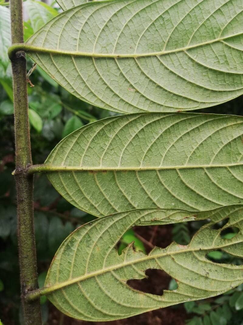 Pauridiantha dewevrei — houseplant care guide