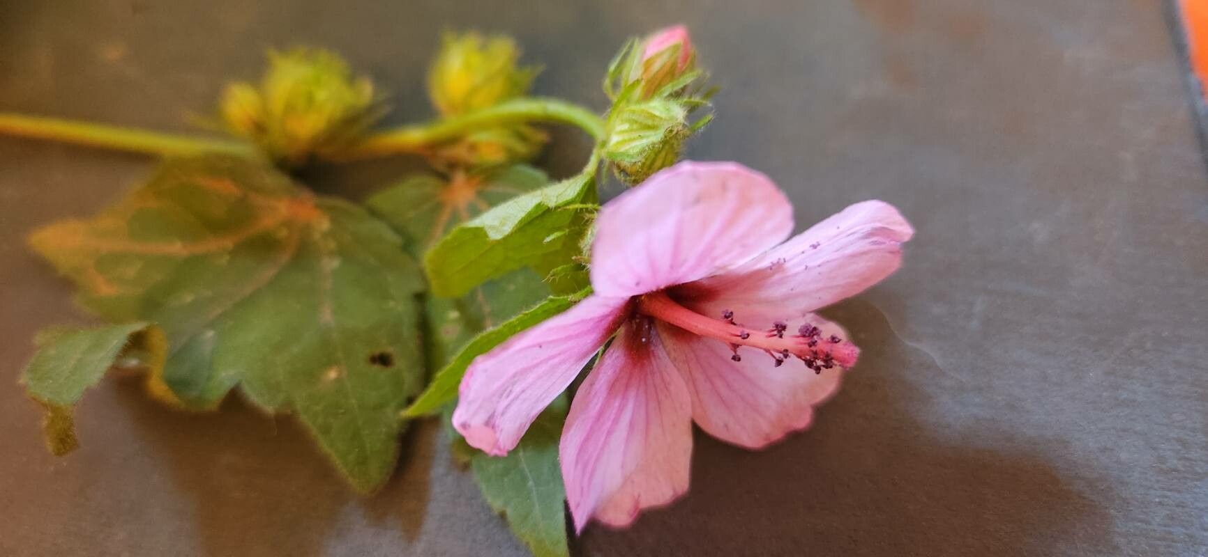 Pavonia urens flower