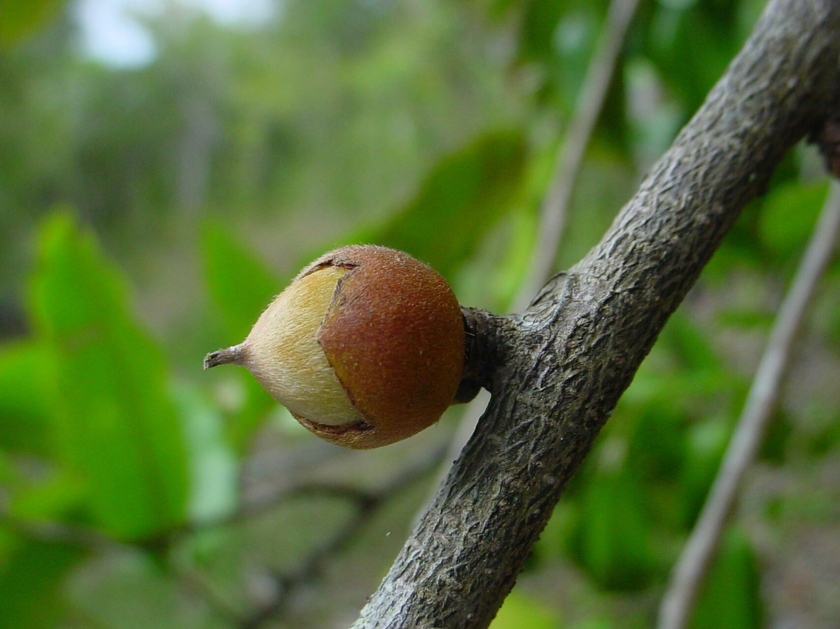 Diospyros veillonii fruit
