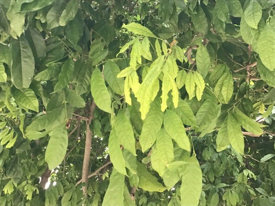 Harpullia arborea leaf