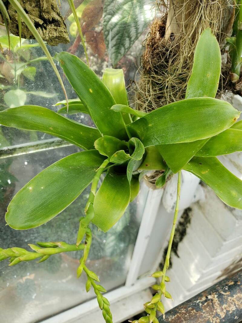 Catopsis sessiliflora — houseplant care guide