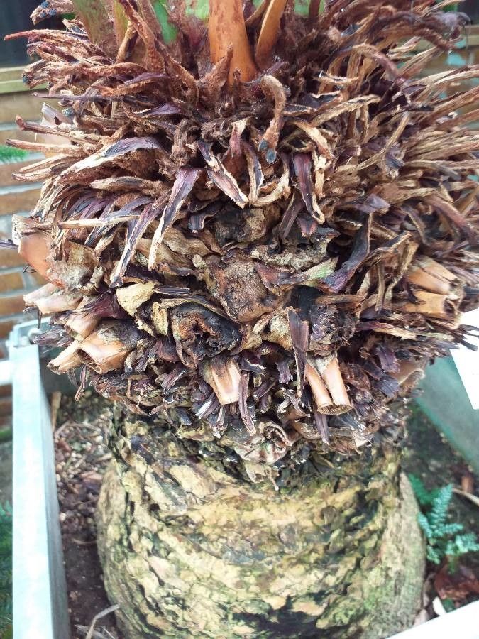 Cycas cairnsiana bark