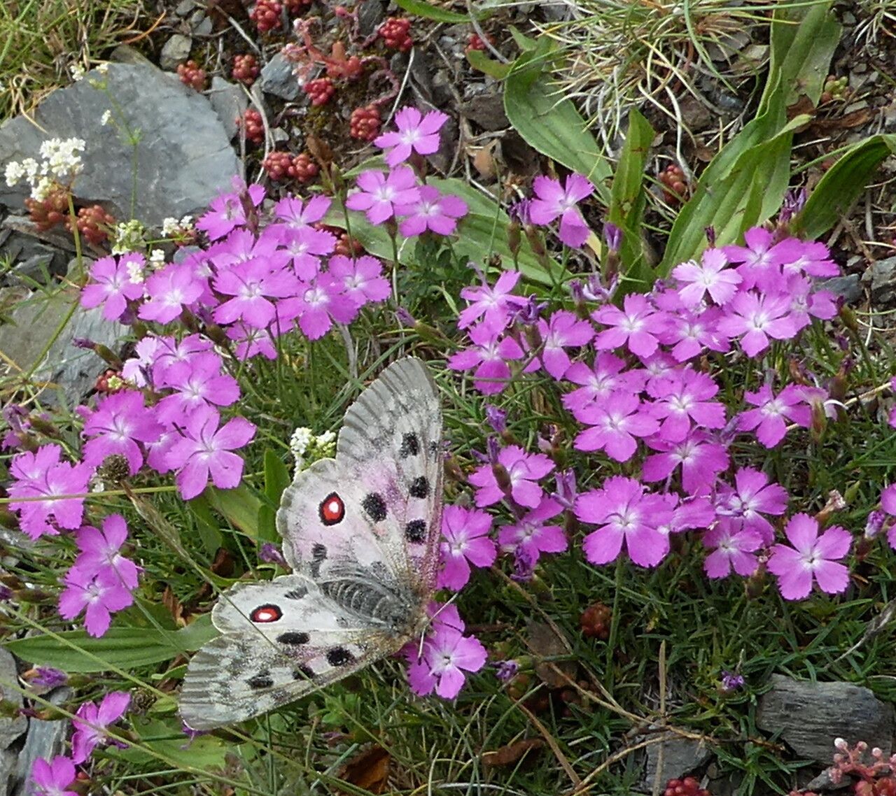Dianthus pungens habit
