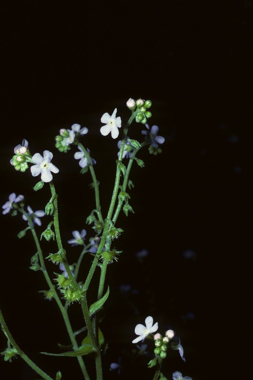 Hackelia pinetorum habit