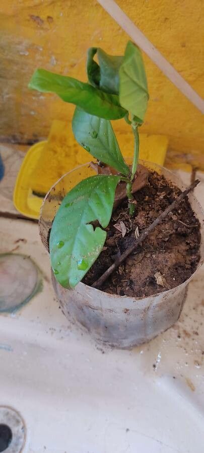 Psychotria viridis habit