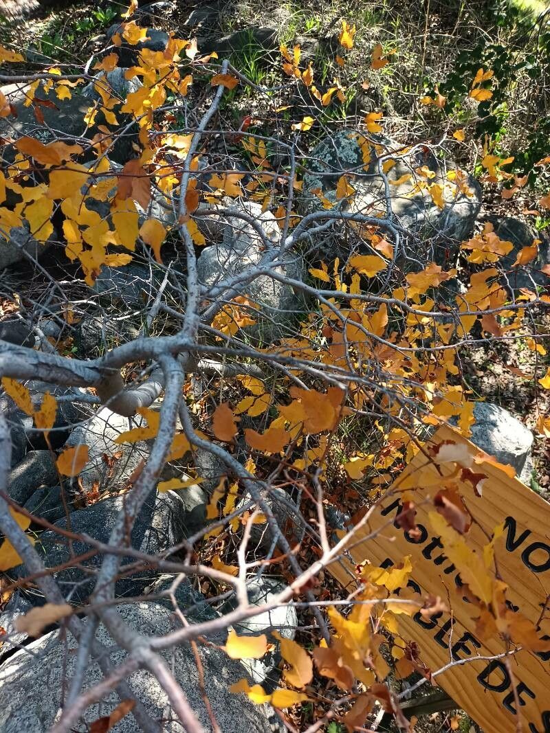 Nothofagus macrocarpa bark