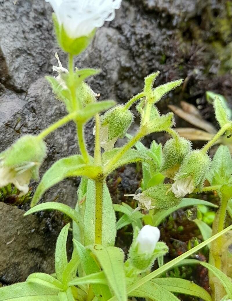Cerastium tucumanense other