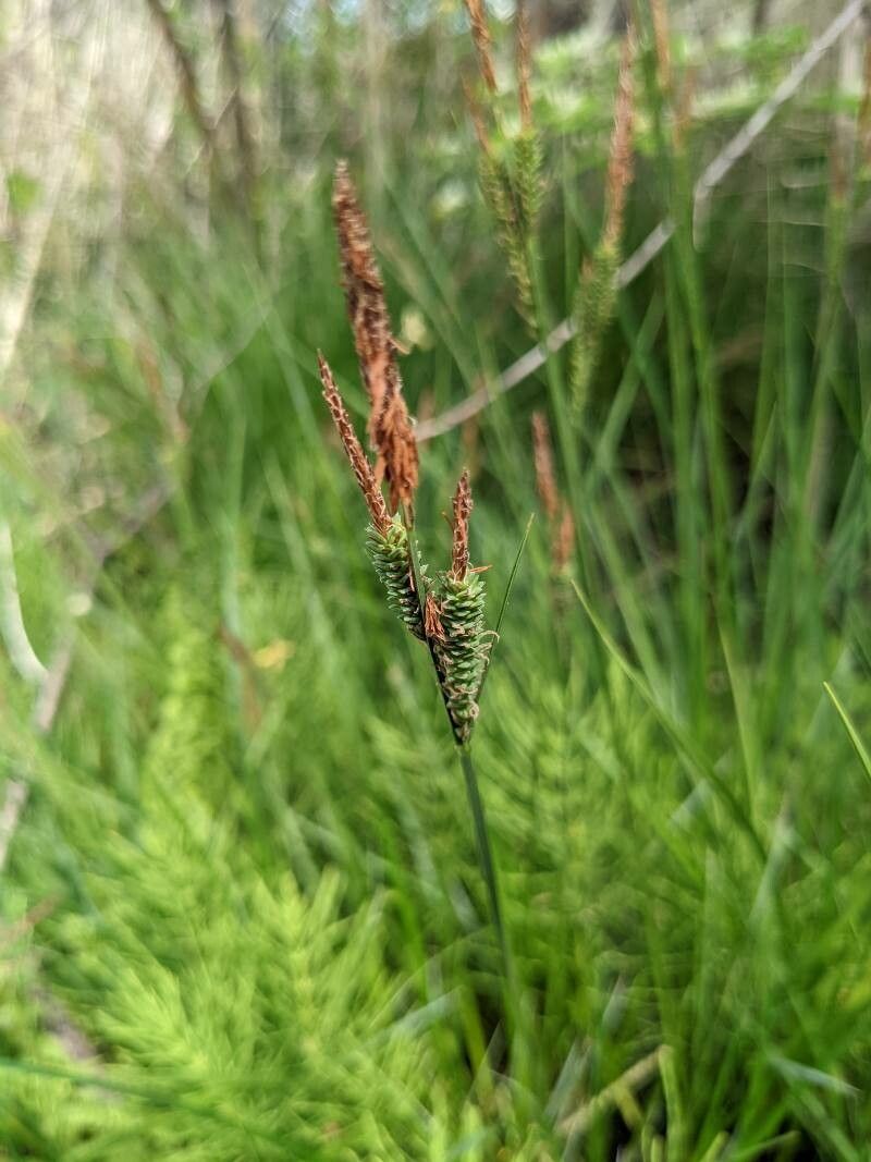 Carex stricta fruit