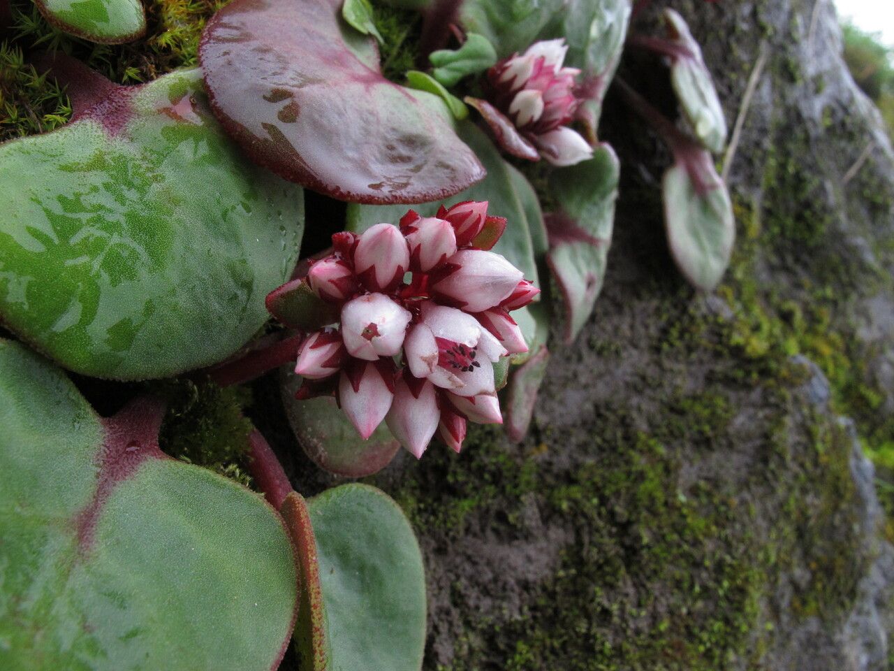 Rhodiola prainii habit