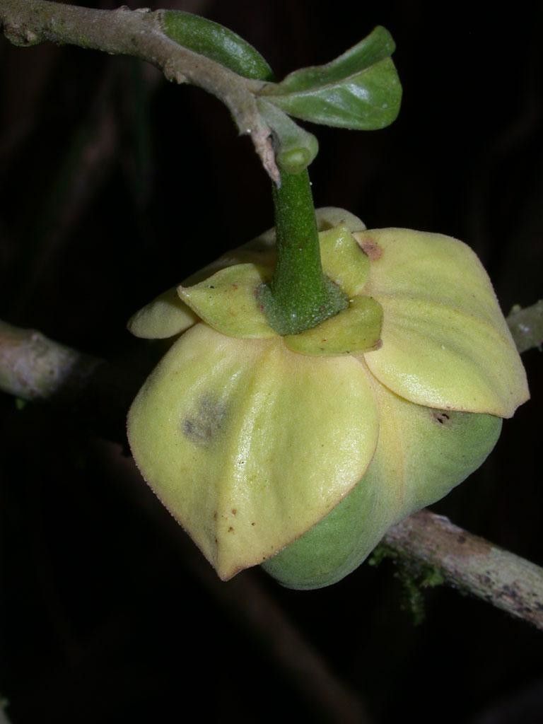 Cymbopetalum torulosum flower