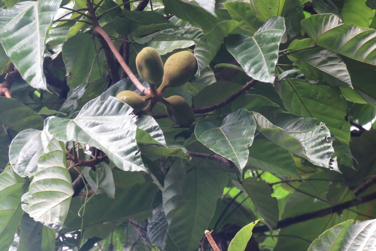 Sterculia caribaea fruit
