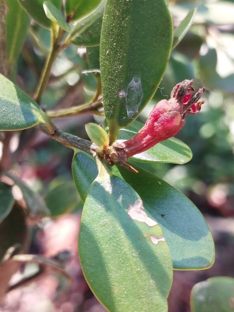Symphonia microphylla flower