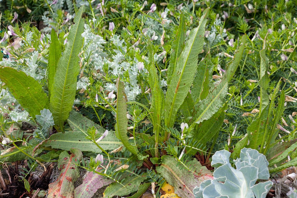 Rumex rupestris — search result for 'Polygonaceae'