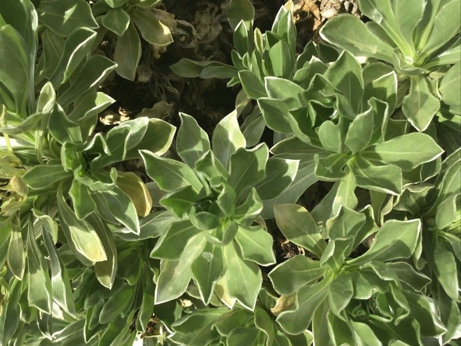 Asteriscus sericeus leaf