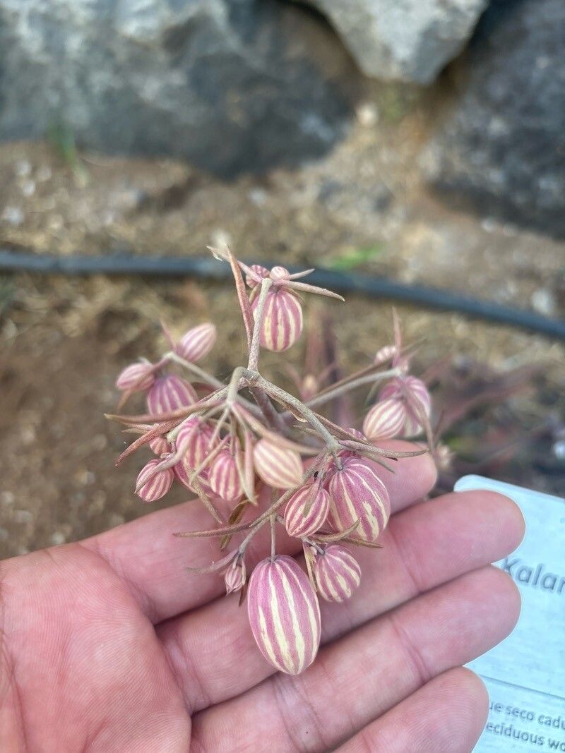 Kalanchoe maromokotrensis other
