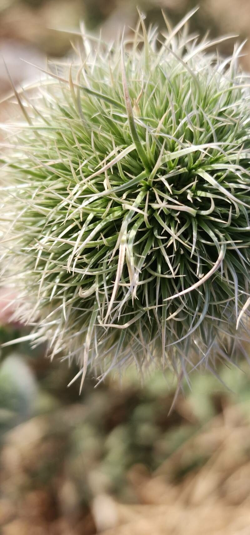 Echinops macrophyllus flower