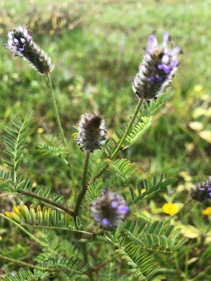 Dalea leporina flower