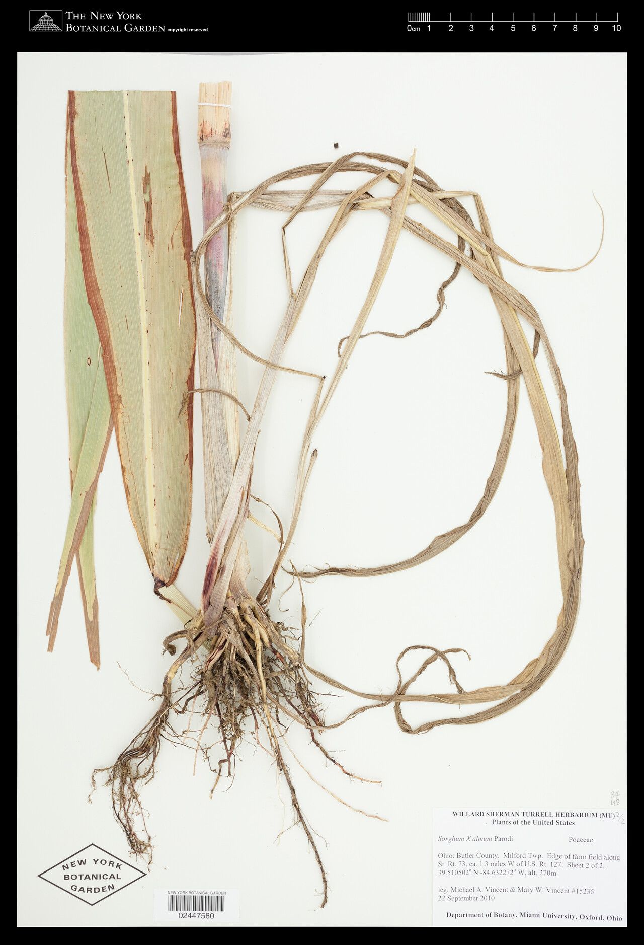 Sorghum × almum — houseplant care guide