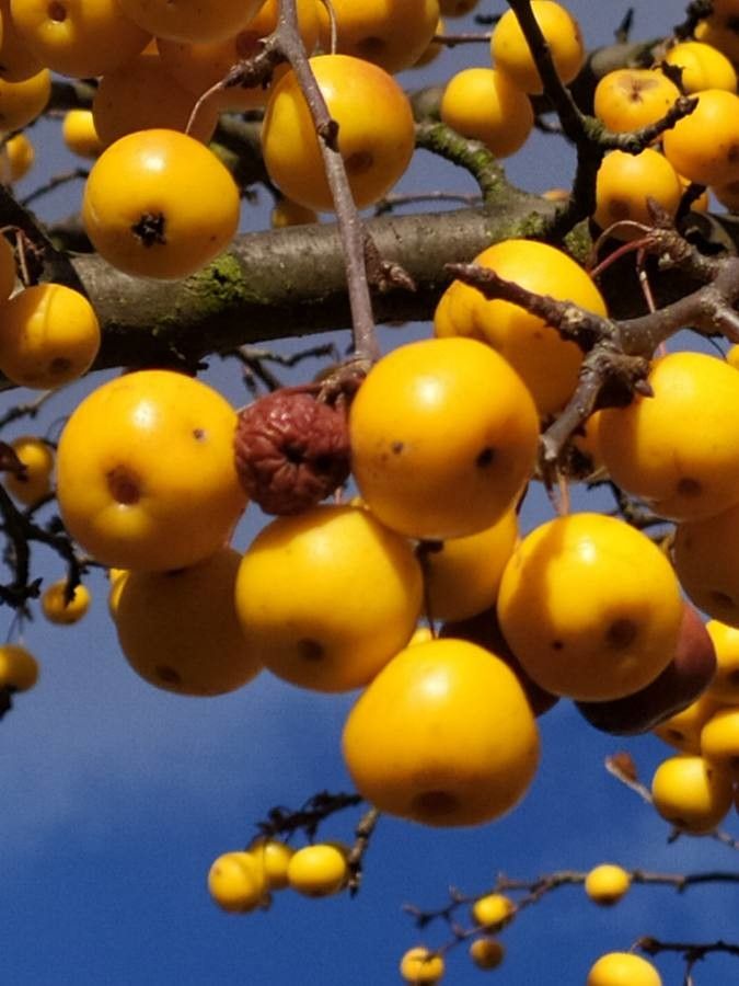 Malus zumi fruit