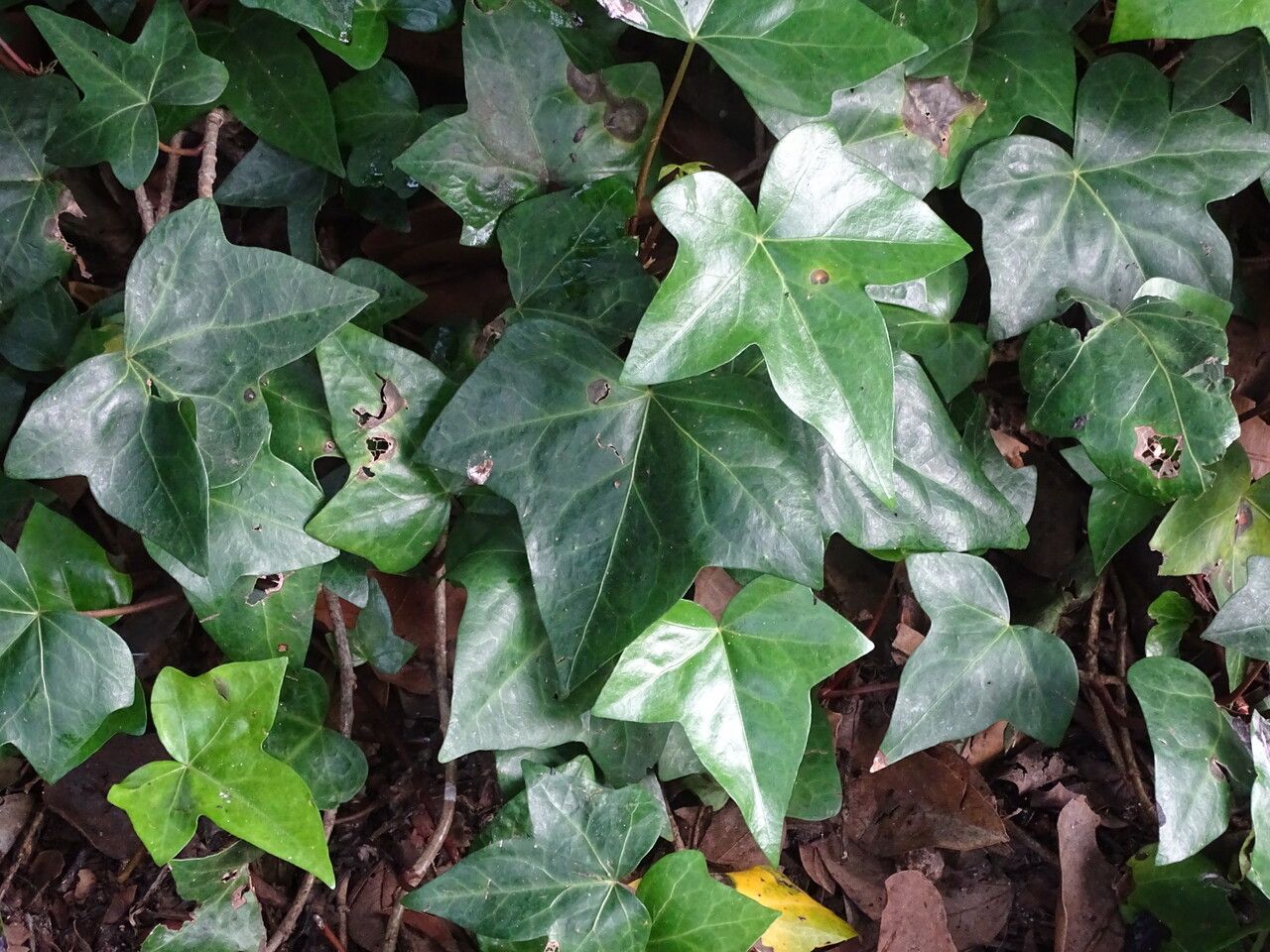 Hedera maroccana leaf