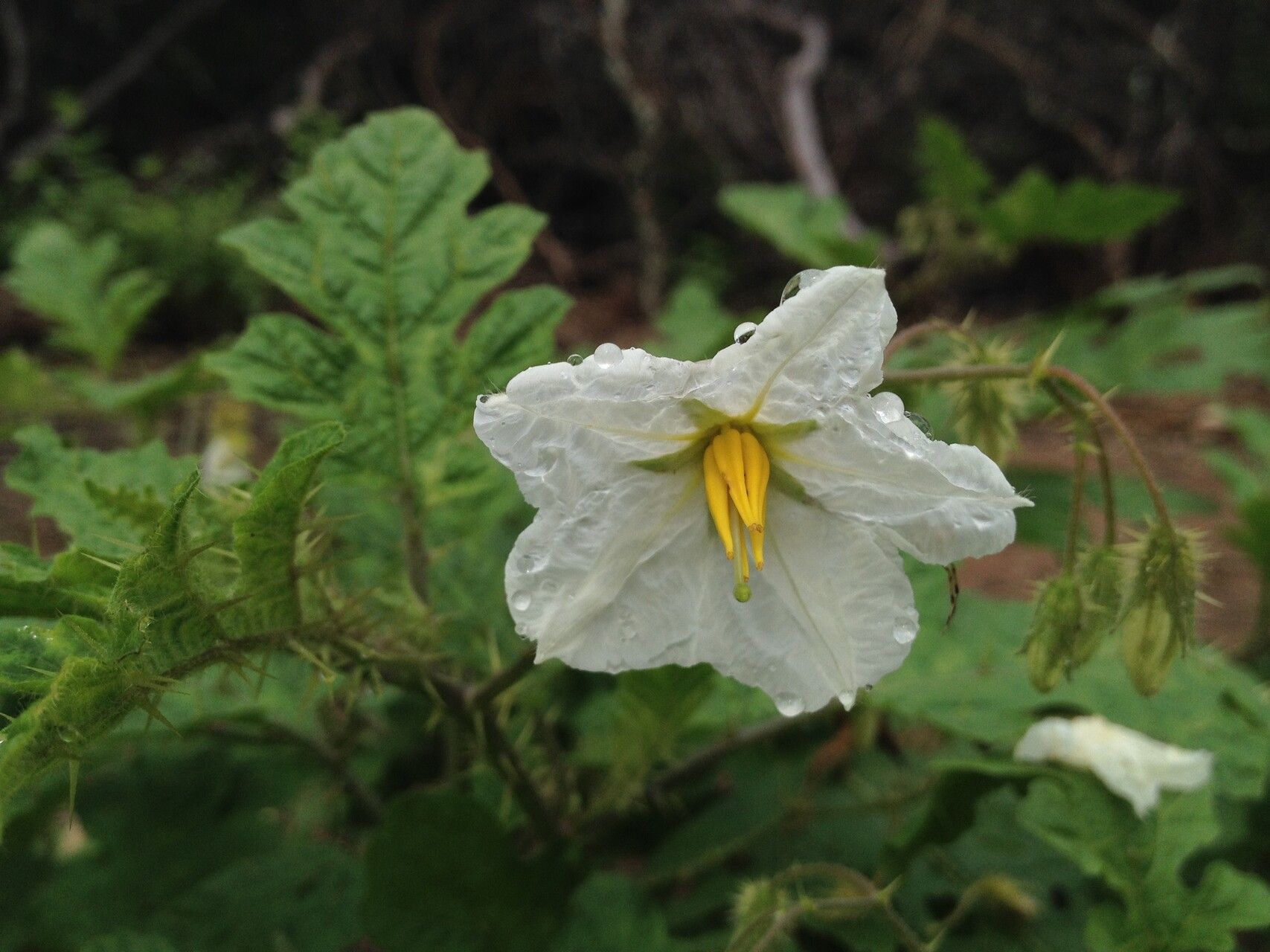 Solanum hieronymi flower