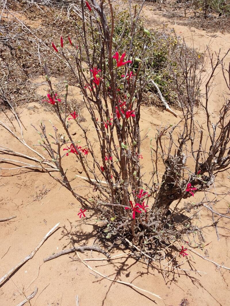 Turraea boivinii habit