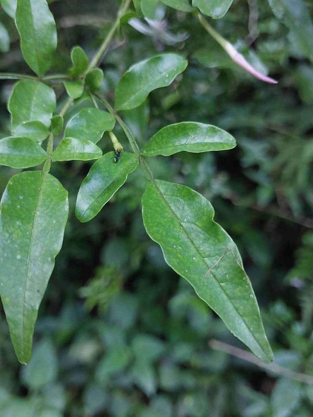 Jasminum kitchingii — houseplant care guide