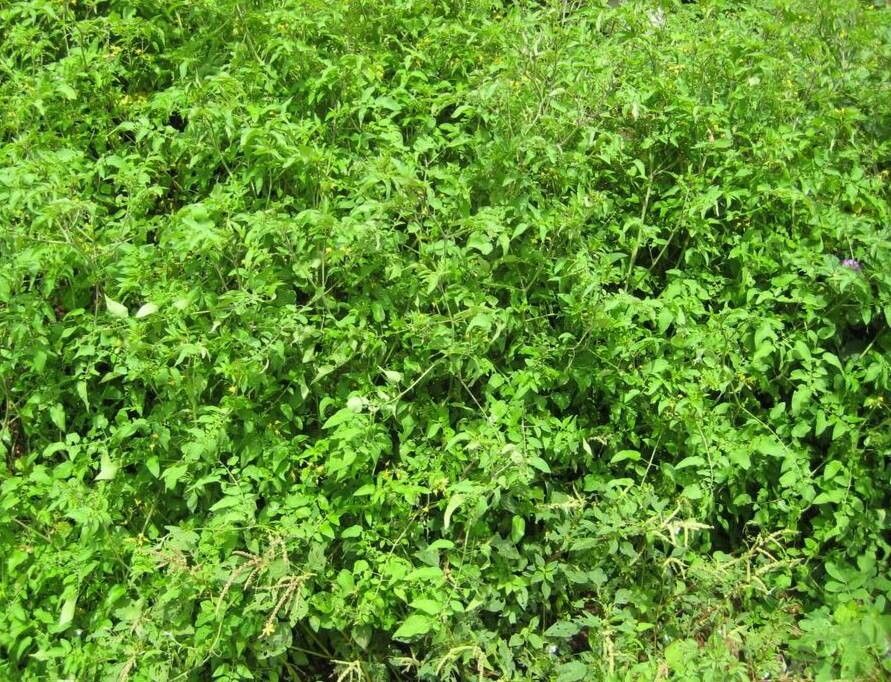 Solanum cheesmaniae habit