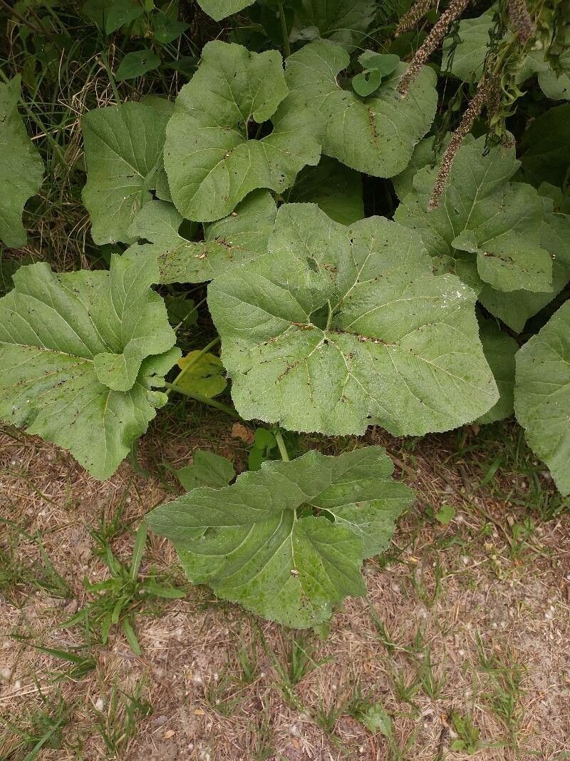 Petasites spurius — houseplant care guide