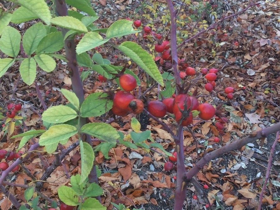 Rosa caesia fruit