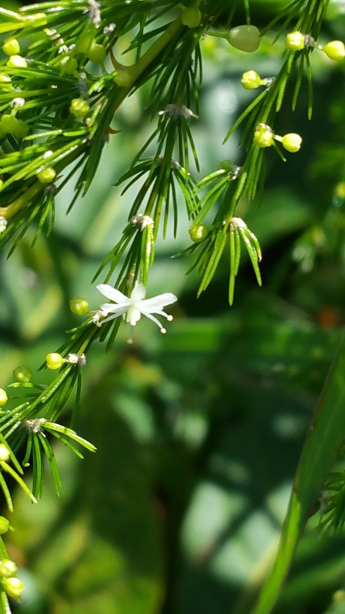 Asparagus vaginellatus flower