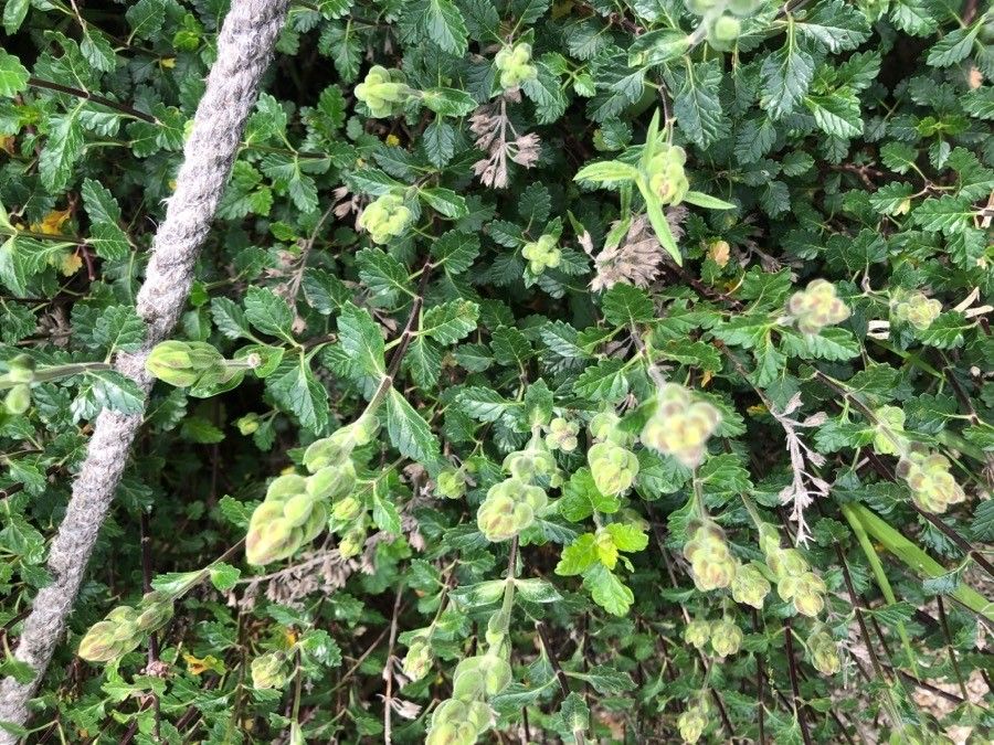 Teucrium flavum leaf