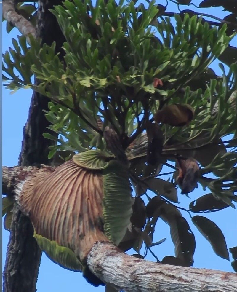 Platycerium ridleyi habit