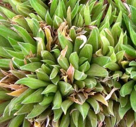 Haworthia zantneriana — houseplant care guide