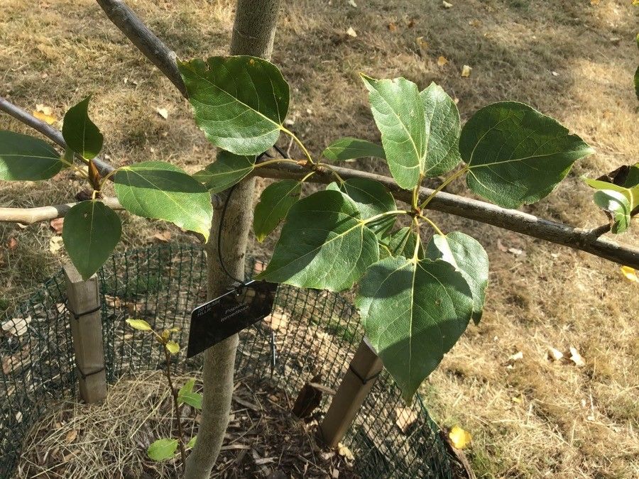 Populus × tomentosa — search result for 'Salicaceae'
