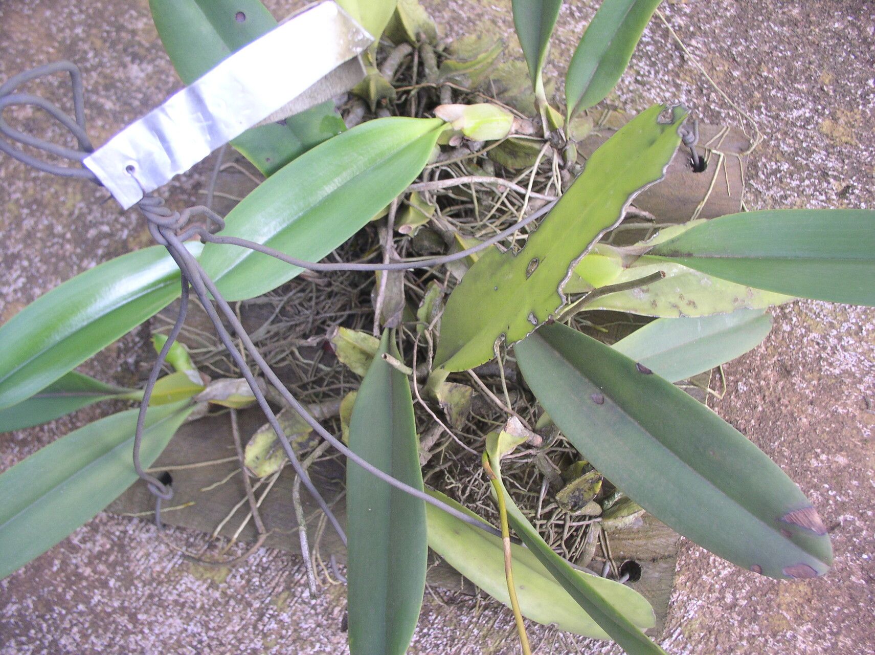 Bulbophyllum schinzianum leaf