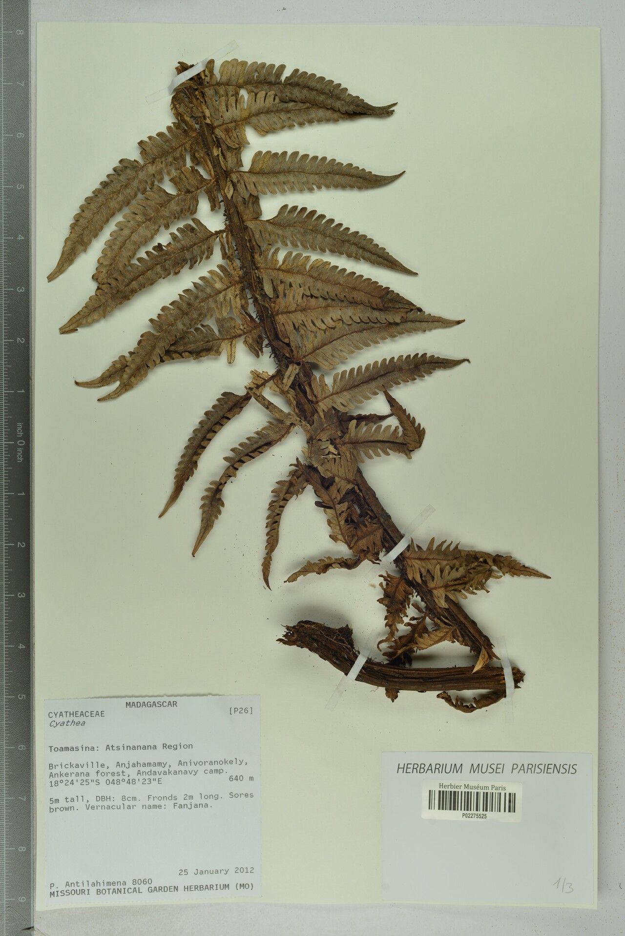 Alsophila orthogonalis — houseplant care guide