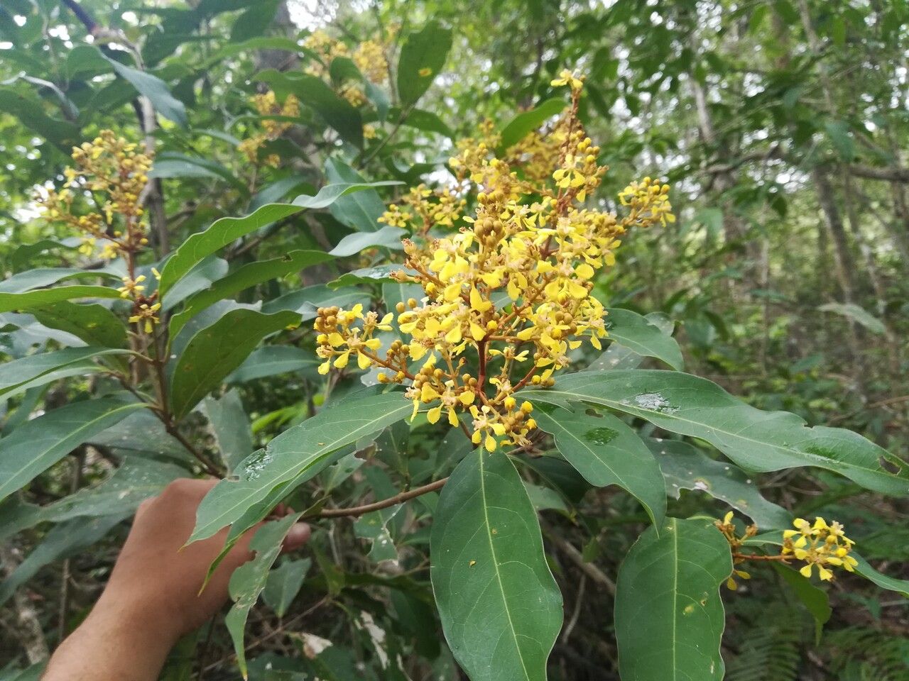 Heteropterys laurifolia — houseplant care guide