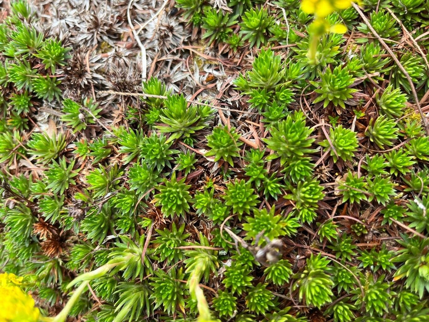 Saxifraga juniperifolia — search result for 'Saxifraga'