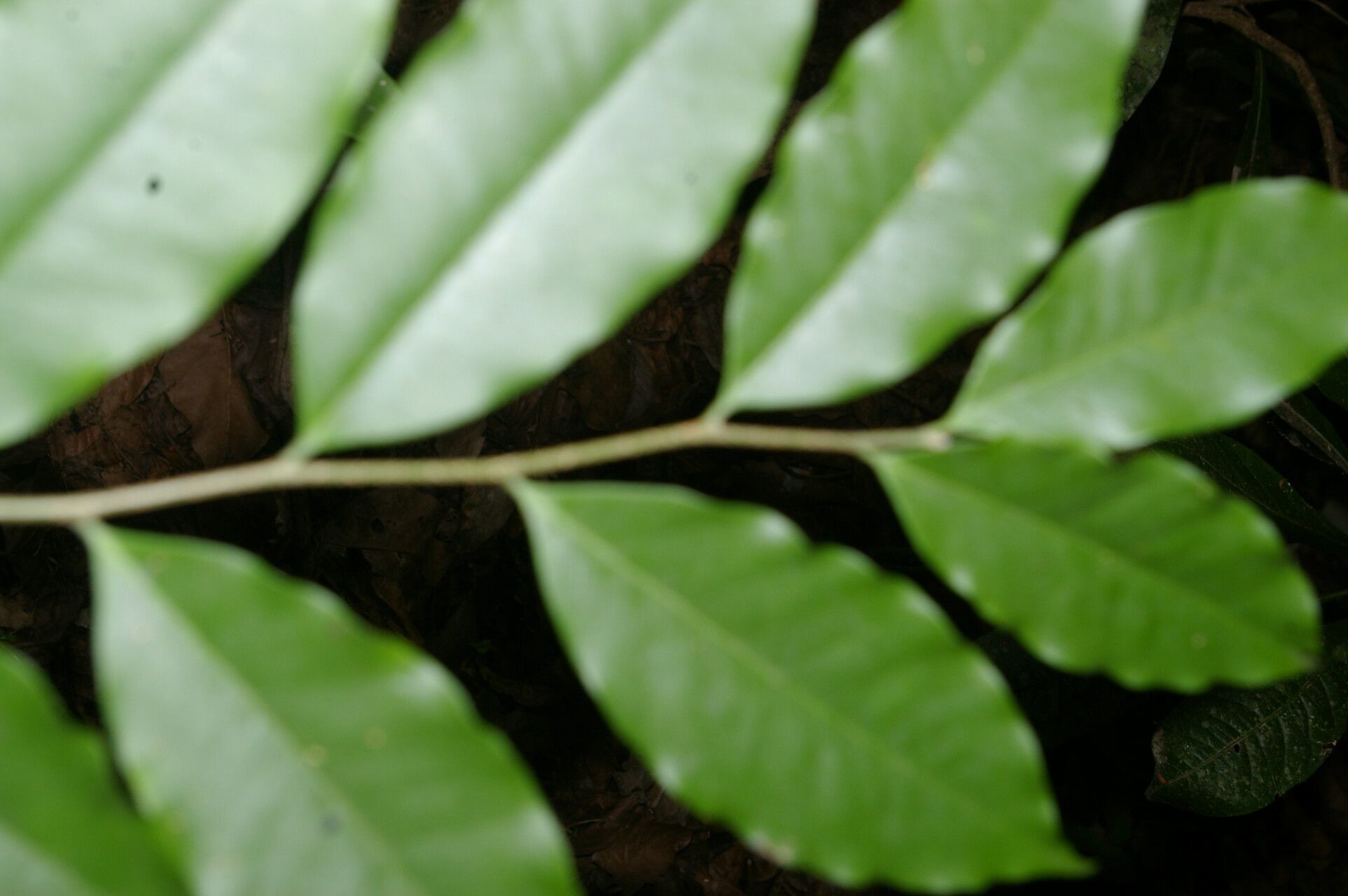 Aspidosperma rigidum leaf