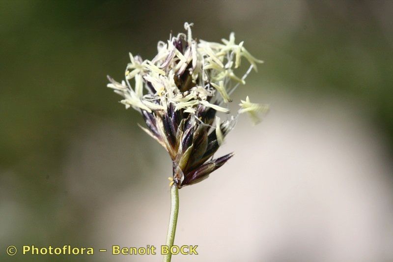 Sesleria sphaerocephala — houseplant care guide