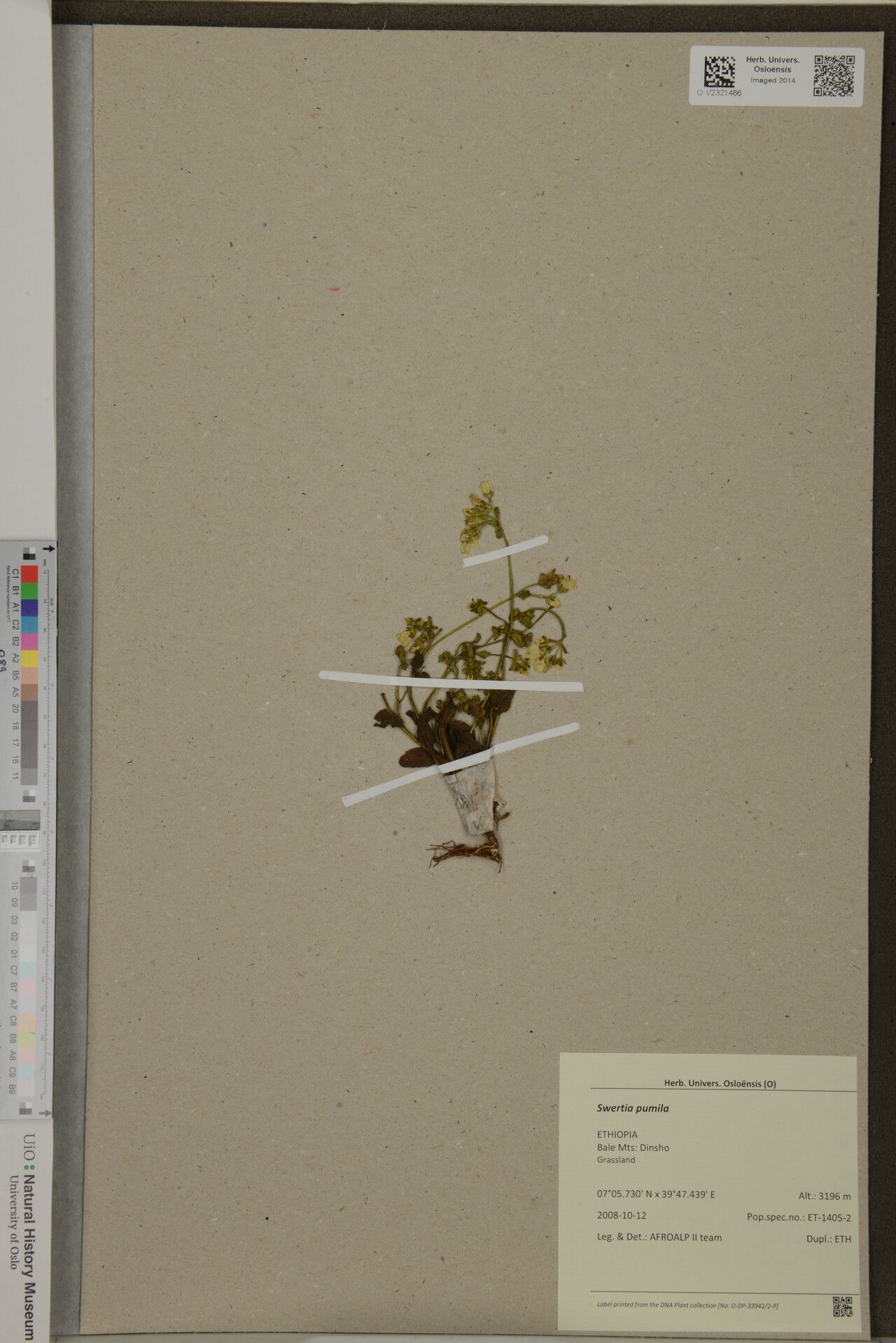 Swertia pumila — houseplant care guide