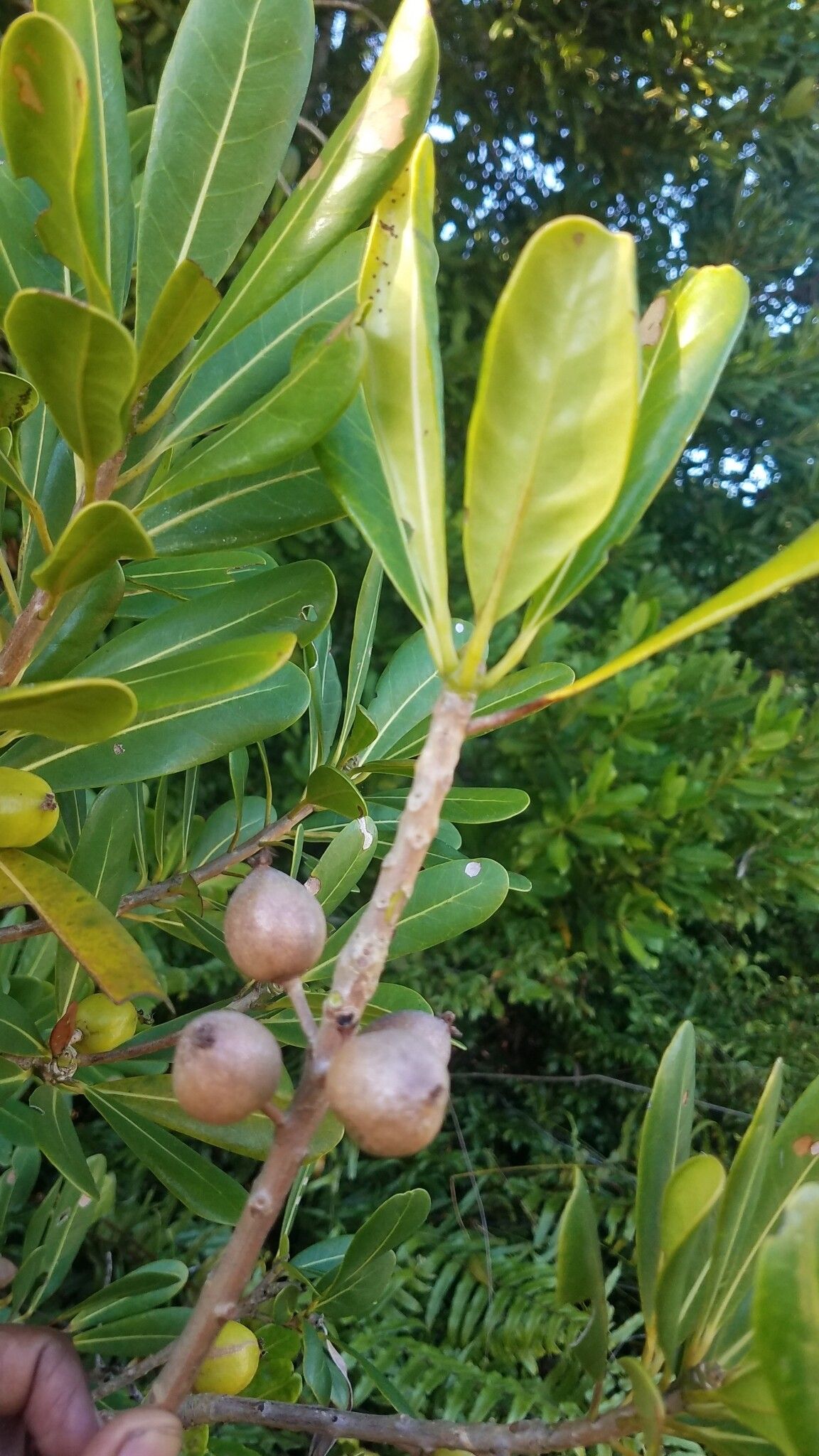 Uapaca littoralis — houseplant care guide