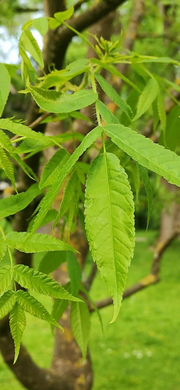Platycarya strobilacea — search result for 'Juglandaceae'
